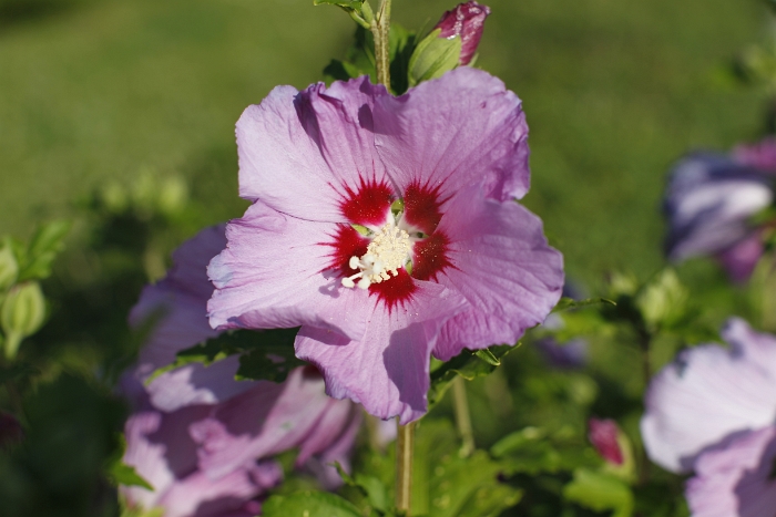 Fleur devant maison - 001